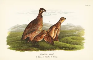 Color Lithograph Gallery: Northern bobwhite, Colinus virginianus