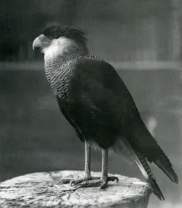 A Northern Crested Caracara at London Zoo, pre 1930 (b/w photo) A Northern Crested Caracara at London Zoo, pre 1930 (b/w photo)