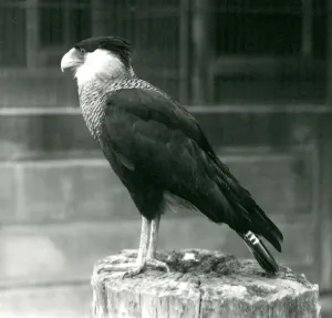 A Northern Crested Caracara standing on a log at London Zoo, September 1925 (b/w photo) A Northern Crested Caracara standing on a log at London Zoo, September 1925 (b/w photo)