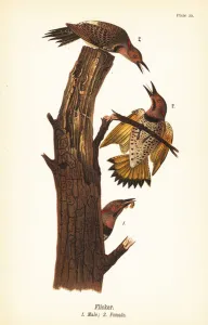 Color Lithograph Gallery: Northern flicker, Colaptes auratus