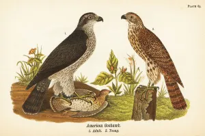Color Lithograph Gallery: Northern goshawk, Accipiter gentilis, American goshawk, adult with prey 1, young 2