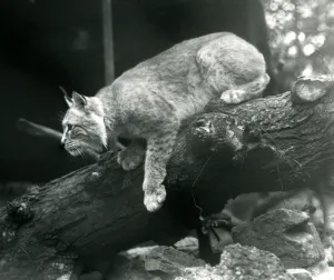 A Northern Lynx leaning down from a branch, London Zoo, October 1925 (b/w photo) A Northern Lynx leaning down from a branch, London Zoo, October 1925 (b/w photo)