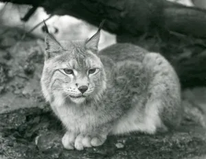 A Northern Lynx sitting on a rock, London Zoo, October 1925 (b/w photo) A Northern Lynx sitting on a rock, London Zoo, October 1925 (b/w photo)