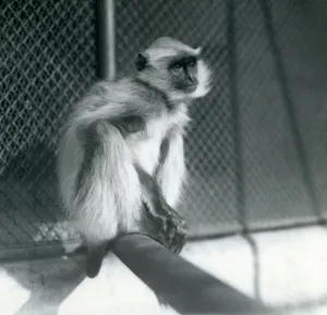 A Northern Plains Gray Langur sitting on a perch in its enclosure at London Zoo in 1928 A Northern Plains Gray Langur sitting on a perch in its enclosure at London Zoo in 1928