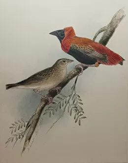 Images Dated 11th January 2012: Northern Red Bishop, 1834 (w / c on paper)