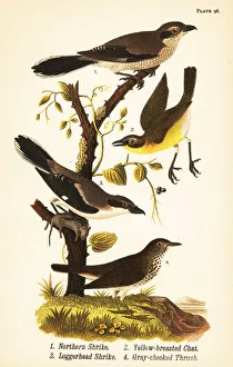 Color Lithograph Gallery: Northern shrike, Lanius borealis 1, yellow-breasted chat, Icteria virens 2, loggerhead shrike