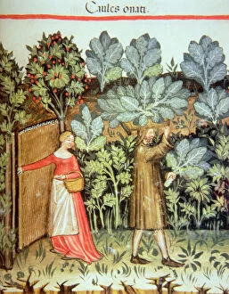 Agricultural Scene Gallery: Nova 2644 fol.23r Harvesting Cabbages, from the Tacuinum Sanitatis Codex Vindobonensis (vellum)