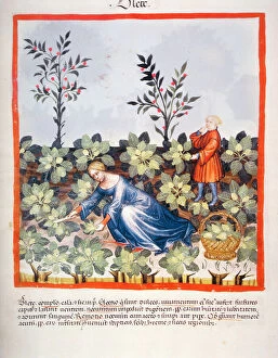 Agricultural Scene Gallery: Nova 2644 fol.27r Harvesting Chinese Leaves, from Tacuinum Sanitatis (vellum)