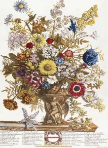 November, from Twelve Months of Flowers, 1730 (colour engraving) November, from Twelve Months of Flowers, 1730 (colour engraving)