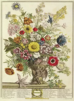 Poppy Gallery: November, from Twelve Months of Flowers by Robert Furber (c