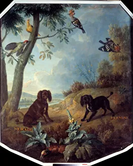 Nutmeg and Hermine, the dogs of Louis XIV (1638-1715). Painting by Francois Desportes Nutmeg and Hermine, the dogs of Louis XIV (1638-1715). Painting by Francois Desportes