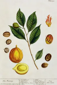 The Nutmeg, plate 353 from A Curious Herbal, published 1782 (colour engraving) The Nutmeg, plate 353 from A Curious Herbal, published 1782 (colour engraving)
