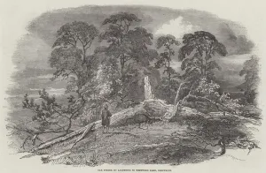 Oak struck by Lightning in Westwood Park, Droitwich (engraving) Oak struck by Lightning in Westwood Park, Droitwich (engraving)