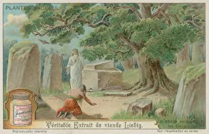 Oak tree sacred to the ancient Germans (chromolitho)