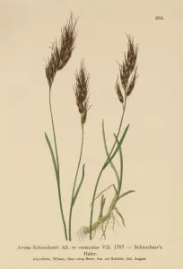 Oat-grass (Avena Scheuchzeri, Avena versicolor, Avena alpina) (colour litho) Oat-grass (Avena Scheuchzeri, Avena versicolor, Avena alpina) (colour litho)
