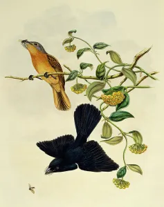 Ochre-headed Flycatcher (Myiagra cervinicauda), engraving by William Matthew Hart Ochre-headed Flycatcher (Myiagra cervinicauda), engraving by William Matthew Hart