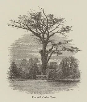 Holland House Collection: The old Cedar Tree (engraving)