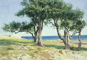 Old Olive Trees, Bordighera Old Olive Trees, Bordighera