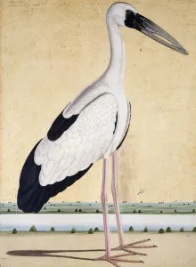 An Open-Beaked Stork, c. 1780 (pencil and w/c) An Open-Beaked Stork, c. 1780 (pencil and w/c)