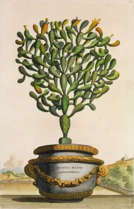 Opuntia Maior Augustifolia, from Phytographia Curiosa Opuntia Maior Augustifolia, from Phytographia Curiosa