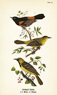 Color Lithograph Gallery: Orchard oriole, Icterus spurius, males 1, 2, and female 3