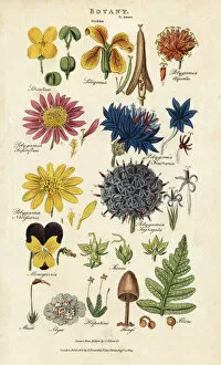 Orders of flowers: Siliculosa, Seliquosa, Polygamia, Monogamia, Filicus, Fungi, etc