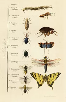 Louse Gallery: Orders of Insects