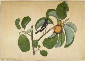 Oriental Magpie Robin with Katydid and Leaf Hopper on Monkey Jack Branch Oriental Magpie Robin with Katydid and Leaf Hopper on Monkey Jack Branch