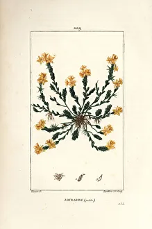 Orpin acre - Golden stonecrop, Sedum acre. Handcoloured stipple copperplate engraving by Lambert Junior from a drawing Orpin acre - Golden stonecrop, Sedum acre. Handcoloured stipple copperplate engraving by Lambert Junior from a drawing