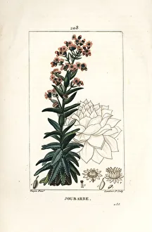 Orpin - Common houseleek, Sedum majus. Handcoloured stipple copperplate engraving by Lambert Junior from a drawing by Orpin - Common houseleek, Sedum majus. Handcoloured stipple copperplate engraving by Lambert Junior from a drawing by