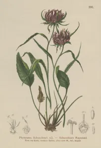 Oxford Rampion (Phyteuma Scheuchzeri) (colour litho) Oxford Rampion (Phyteuma Scheuchzeri) (colour litho)