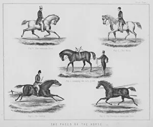 The paces of the horse (litho)