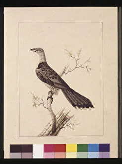 Page 1. Anomalous Hornbill: Signed l.c. Sarah Smith. Now known as a Channel-billed Cuckoo