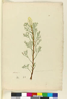 Proteaceae Gallery: Page 10. Petrophile pedunculata, c.1803-06 (w / c, pen, ink and pencil)