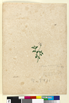 Page 131. Lobelia purpurascens, c.1803-06 (w/c, pen, ink and pencil) Page 131. Lobelia purpurascens, c.1803-06 (w/c, pen, ink and pencil)