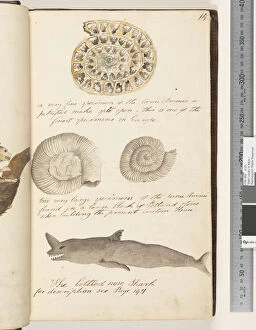 Ammonite Gallery: Page 15. A very fine specimen of the Cornu Amonis or petrified snake, split open