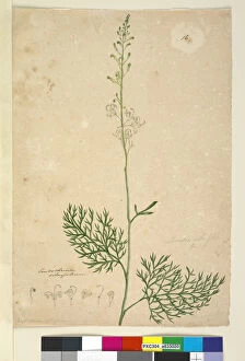 Proteaceae Gallery: Page 16. Lomatia silaifolia, c.1803-06 (w / c, pen, ink and pencil)