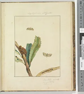 Page 19. Plate 5 Cryptophasa Strigata, 1803-04 (hand-coloured etching) Page 19. Plate 5 Cryptophasa Strigata, 1803-04 (hand-coloured etching)