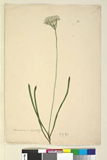 Proteaceae Gallery: Page 20. Conospermum longifolium, c.1803-06 (w / c, pen, ink and pencil)