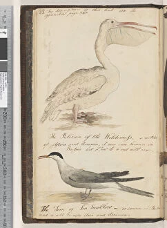 Page 22. The Pelican of the Wilderness; the Tern or Sea Swallow, 1810-17 (w/c & manuscript text)