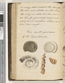 Ammonite Gallery: Page 227. Five small specimens of the Cornu Amonis 5 drawings, 1810-17 (w / c & manuscript text)