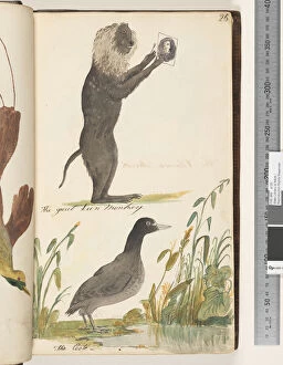 Page 25. The Great Lion Monkey;the Coote, 1810-17 (w / c & manuscript text)