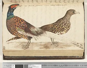 Page 251. The female Golden, and Pied Pheasant. 1810-17 (w/c & manuscript text) Page 251. The female Golden, and Pied Pheasant. 1810-17 (w/c & manuscript text)