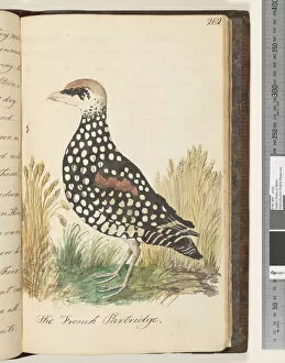 Page 262. The French Partridge, 1810-17 (w/c & manuscript text)