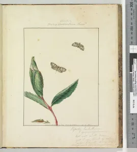 Page 31. Plate 8 Ara.. / Tortrix Australana Lewin, 1803-04 (hand-coloured etching) Page 31. Plate 8 Ara.. / Tortrix Australana Lewin, 1803-04 (hand-coloured etching)