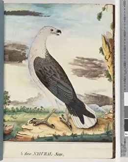 Page 34. White-breasted Sea Eagle Allied to the Axillary Falcon (Watling 102/8 Page 34. White-breasted Sea Eagle Allied to the Axillary Falcon (Watling 102/8