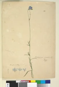 Page 36. Wahlenbergia gracilis, c.1803-06 (w/c, pen, ink and pencil) Page 36. Wahlenbergia gracilis, c.1803-06 (w/c, pen, ink and pencil)