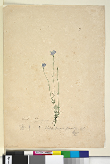 Page 37. Wahlenbergia gracilis, c.1803-06 (w/c, pen, ink and pencil) Page 37. Wahlenbergia gracilis, c.1803-06 (w/c, pen, ink and pencil)