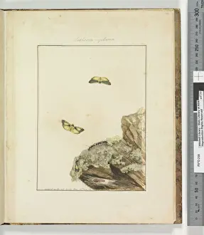 Page 39. Plate 10 Lithosa Replana, 1803-04 (hand-coloured etching) Page 39. Plate 10 Lithosa Replana, 1803-04 (hand-coloured etching)