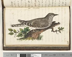 Page 412. The Cuckoo, 1810-17 (w / c & manuscript text)
